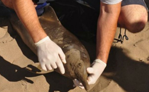 Aparecieron 23 delfines muertos en la costa; todos presentaban marcas de redes en sus hocicos