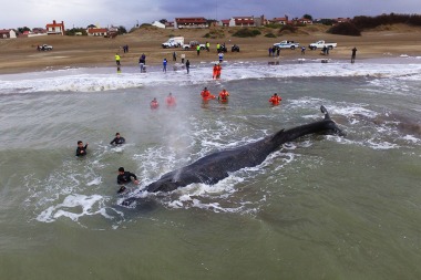 Se complica el operativo para salvar a la ballena encallada en Mar del Tuyú