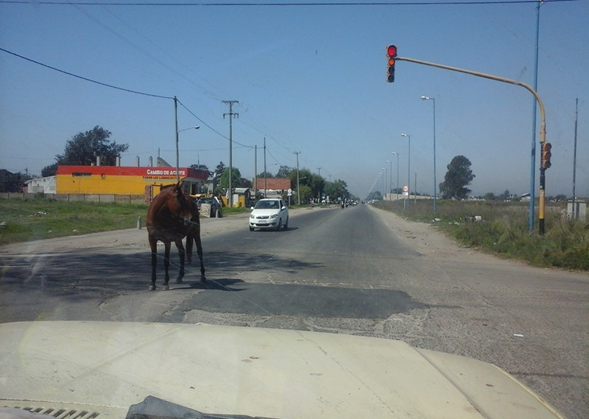 Debaten proyecto para incautar caballos sueltos en la vía pública