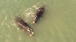 Filman con un drone a tres ballenas francas en Mar del Plata