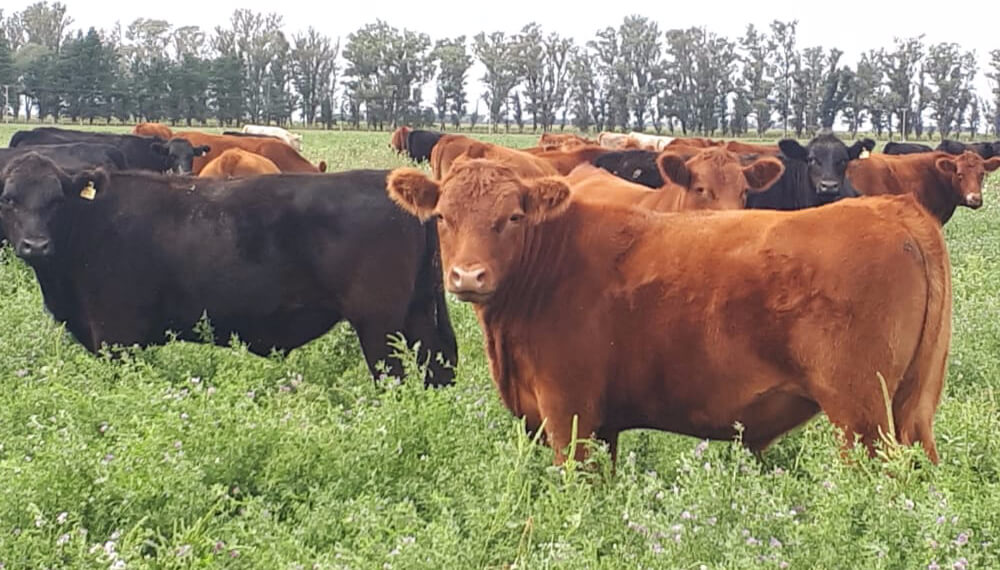 Por la restricción a las exportaciones de carne, los productores pasarán superficie ganadera a agrícola