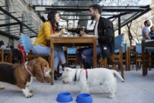 Bahía Blanca ya es “pet friendly”: la ciudad permitirá el ingreso de perros y gatos a bares y restaurantes