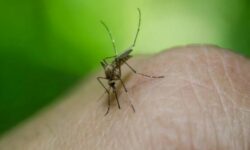 Dengue y chikungunya: crecen los casos en la provincia y el monitoreo