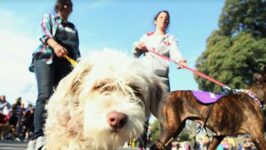 Reclaman una ley para que las mascotas sean reconocidas legalmente como parte de la familia