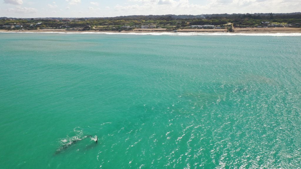 Gran cantidad de ballenas brindaron un espectáculo frente a Acantilados en el Sur de la ciudad