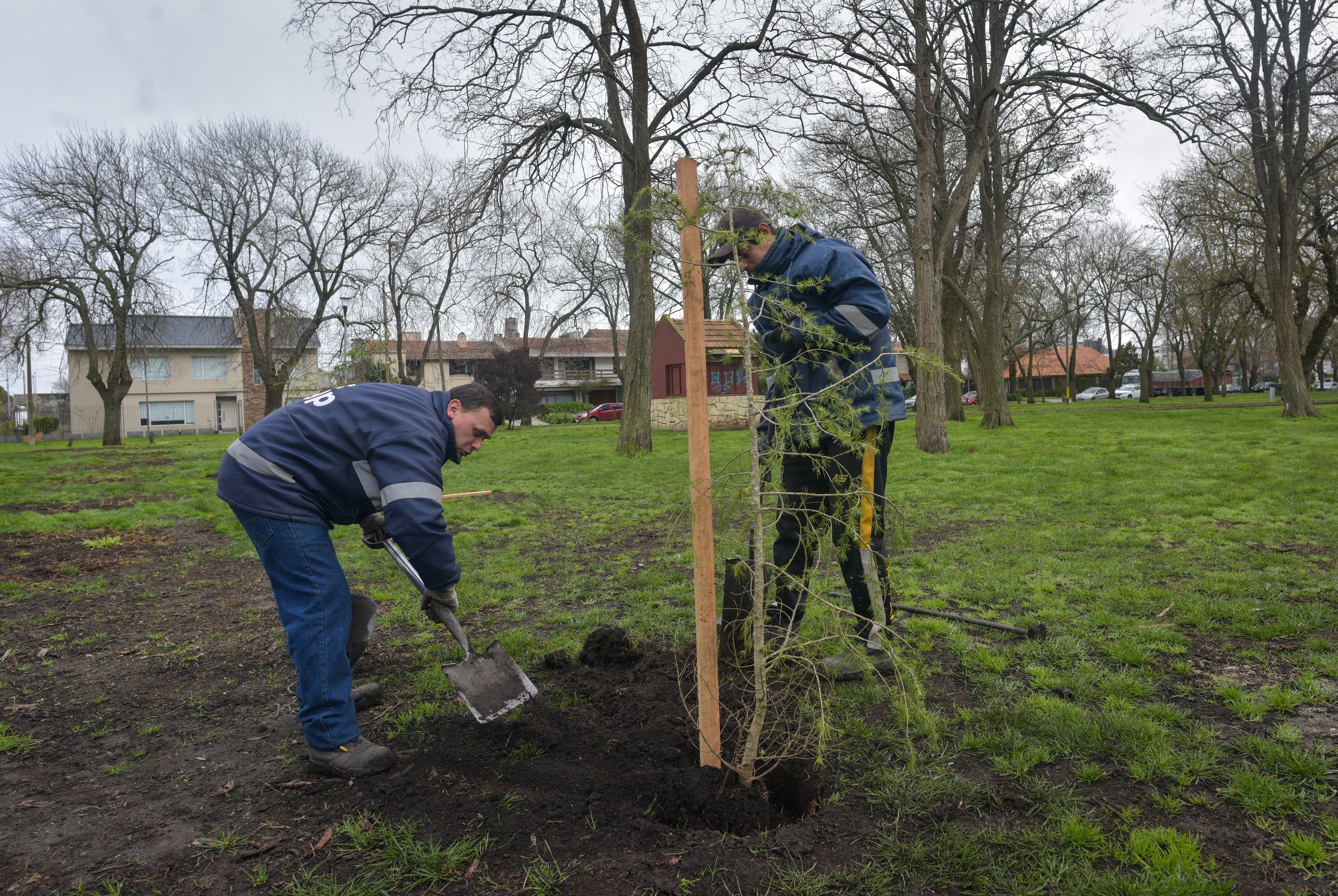 El Municipio trabaja en la reforestación del parque Primavesi