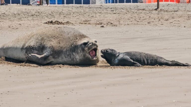 Otro nacimiento de elefante marino en playas bonaerenses: ahora Punta Mogotes