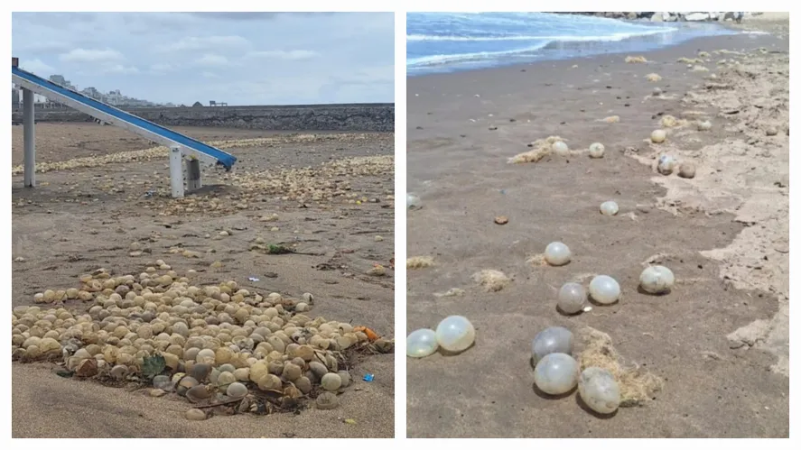 Mar del Plata otra vez sorprendida con la llegada masiva de huevos marinos a sus playas