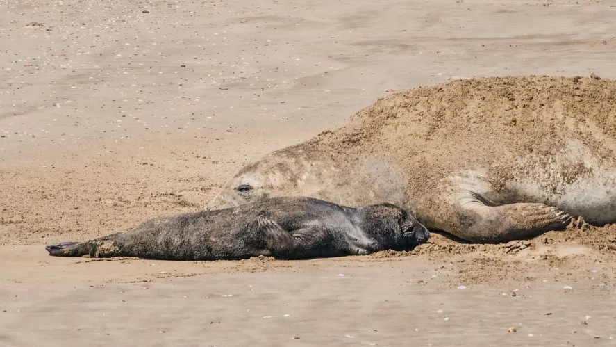 Murió cachorro de elefante marino nacido en playa de Punta Mogotes