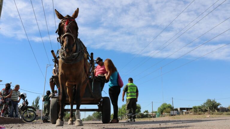 Legislatura: buscan prohibir la tracción a sangre para el transporte y la recolección en las ciudades